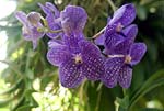 Vanda 01 - s